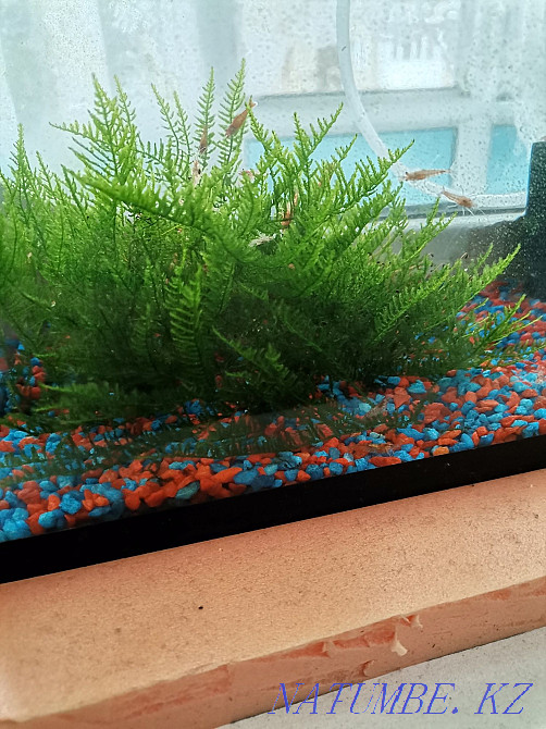 I sell cherry shrimp Karagandy - photo 3