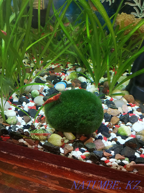 I sell cherry shrimp Karagandy - photo 1