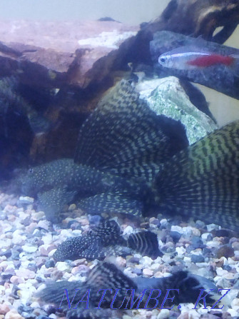 Catfish stuck. Ancitrus veil, home breeding Almaty - photo 1