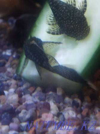 Catfish stuck. Ancitrus veil, home breeding Almaty - photo 4