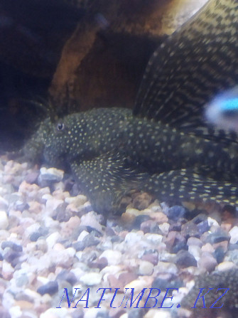 Catfish stuck. Ancitrus veil, home breeding Almaty - photo 2