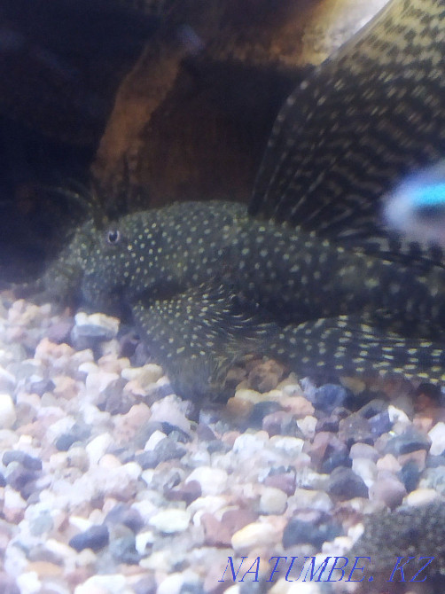 Сомики прилипалы.Анцитрусы вуалевые, домашнего разведения Алматы - изображение 2