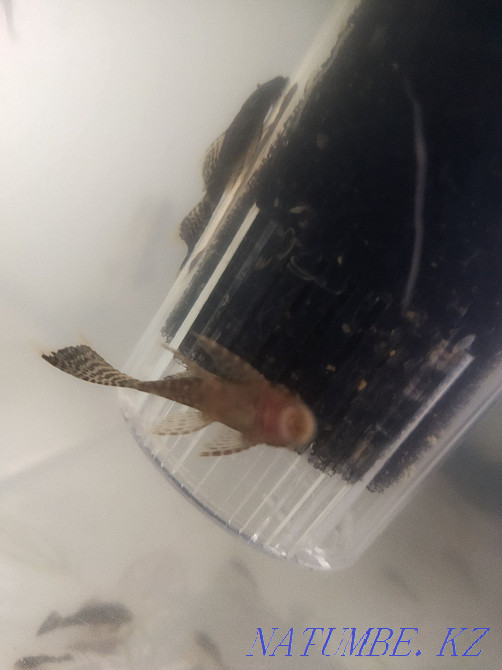 Сомики прилипалы.Анцитрусы вуалевые, домашнего разведения Алматы - изображение 3