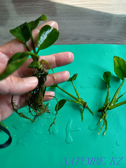 Plants Aquarium. Semey - photo 4