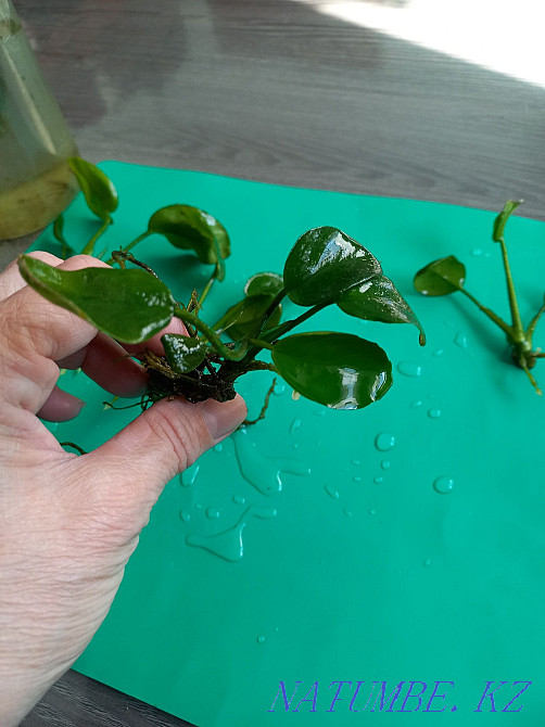 Plants Aquarium. Semey - photo 1