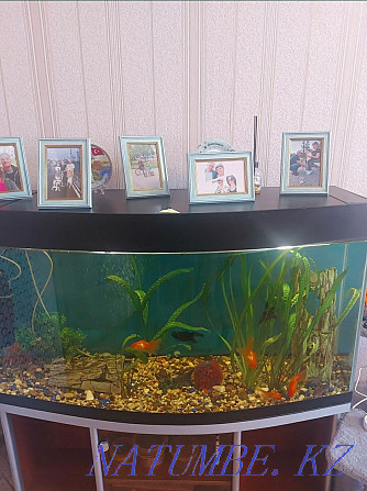 Sell aquarium 300 l Astana - photo 1