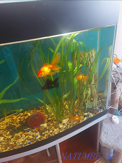 Sell aquarium 300 l Astana - photo 3