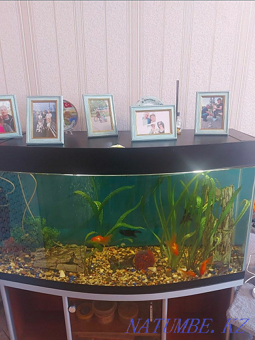 Sell aquarium 300 l Astana - photo 1