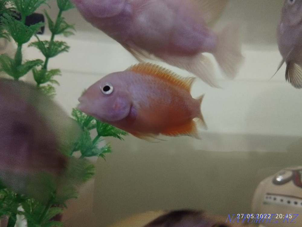 Cechlazoma albino or flamingo Сарыкамыс - photo 1