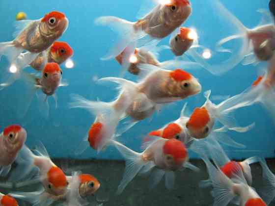 Аквариумные рыбки в Аква-Зоо Салоне "Посейдон" !!! Ust-Kamenogorsk