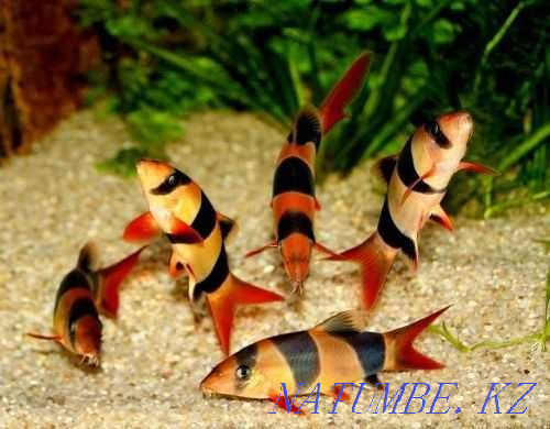 Аква-Зоопарк салонындағы аквариум балықтары "Посейдон" !!!  Өскемен - изображение 1