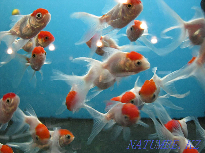 Аква-Зоопарк салонындағы аквариум балықтары "Посейдон" !!!  Өскемен - изображение 3
