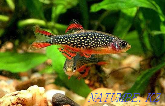 Аквариумные рыбки в Аква-Зоо Салоне "Посейдон" !!! Усть-Каменогорск - изображение 4