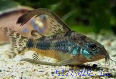 Аквариумные рыбки в Аква-Зоо Салоне "Посейдон" !!! Усть-Каменогорск - изображение 6