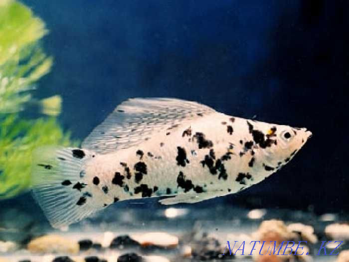 Аквариумные рыбки в Аква-Зоо Салоне "Посейдон" !!! Усть-Каменогорск - изображение 2