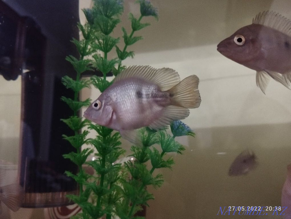 Цитрон хищник черный Сарыкамыс - изображение 1