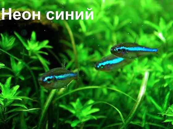 рыбка Неон синий и другие рыбки в зоомагазине "ЖИВОЙ МИР" Almaty