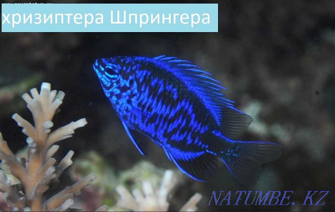 fish Neon blue and other fish in the pet store "LIVOY WORLD" Almaty - photo 5