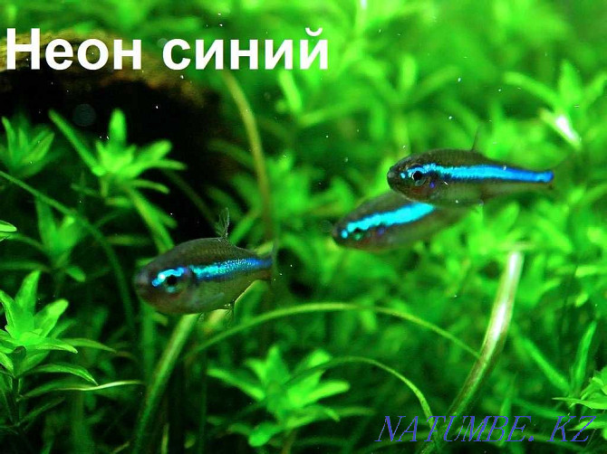 fish Neon blue and other fish in the pet store "LIVOY WORLD" Almaty - photo 2