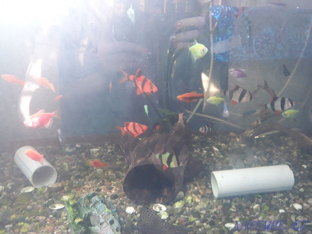 Aquariums selling thorns barbs swordtail zebrafish. Makinsk - photo 2