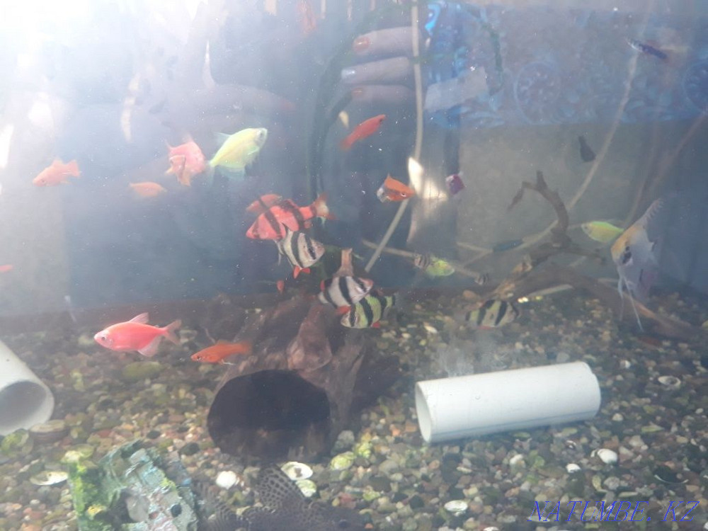 Aquariums selling thorns barbs swordtail zebrafish. Makinsk - photo 4