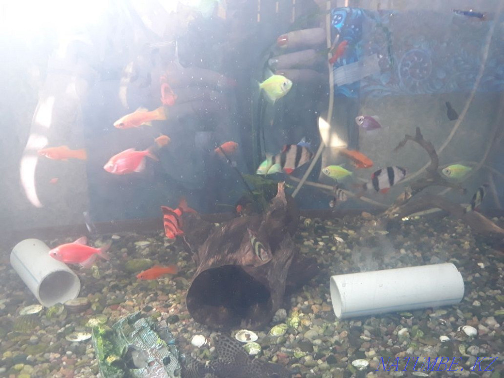 Aquariums selling thorns barbs swordtail zebrafish. Makinsk - photo 3
