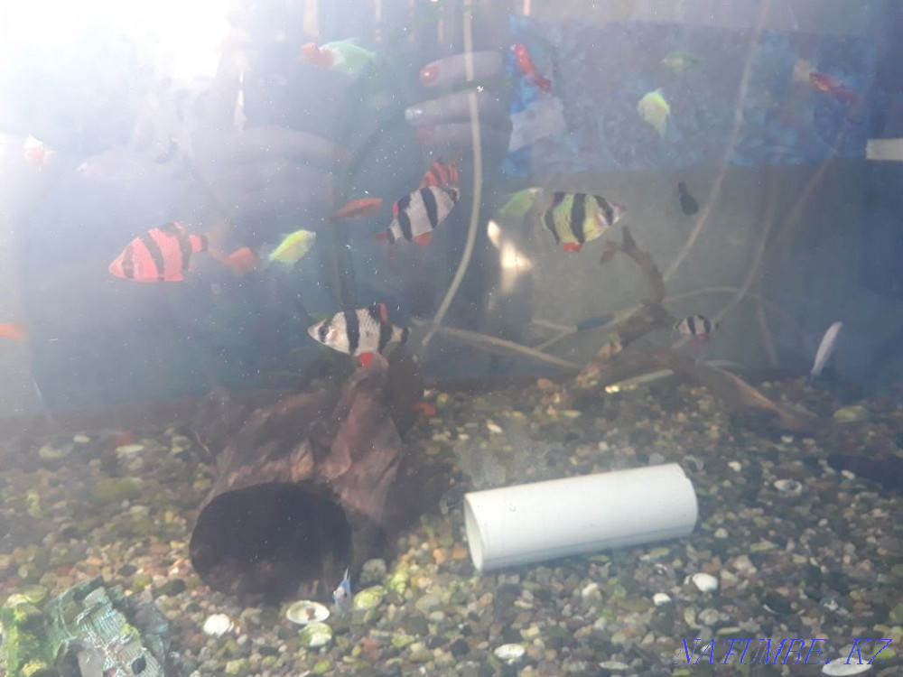 Aquariums selling thorns barbs swordtail zebrafish. Makinsk - photo 1