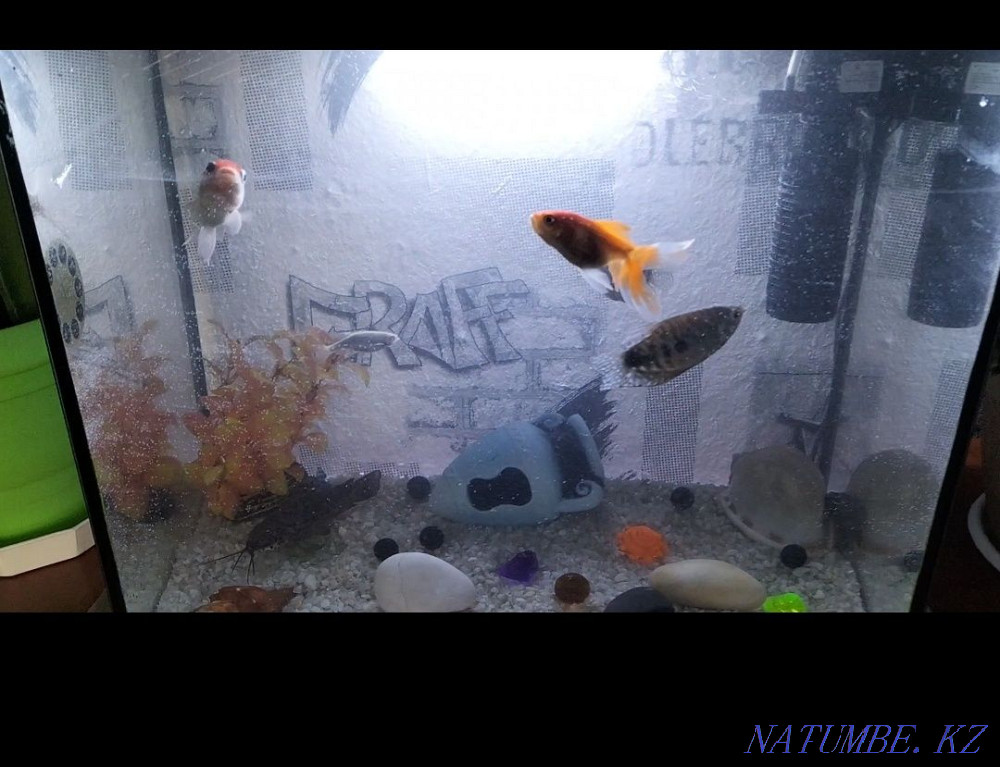 Продам аквариум .  - изображение 2