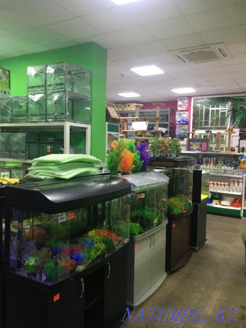 Неон голубой в "Живом Уголке" в Таугуле Алматы - изображение 6