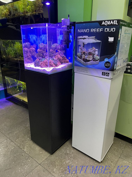 Chrysiptera yellow-tailed in "Live Corner" in Taugul Almaty - photo 2