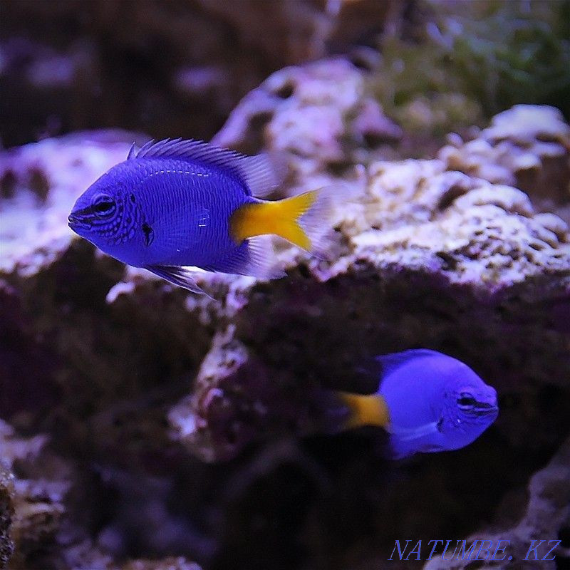 Chrysiptera yellow-tailed in "Live Corner" in Taugul Almaty - photo 1