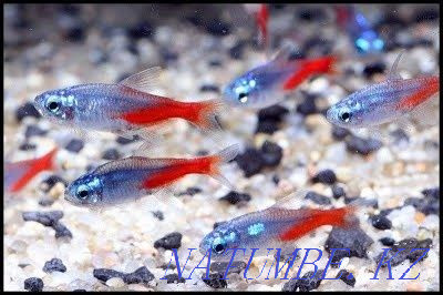 Neon diamond in "Live Corner" in Taugul Almaty - photo 2