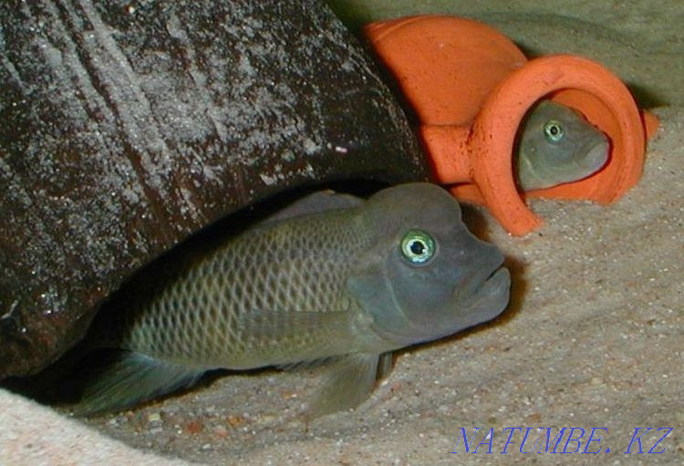 Cassowary fish (lionhead) in the 