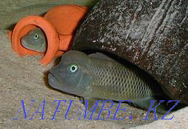 Cassowary fish (lionhead) in the 