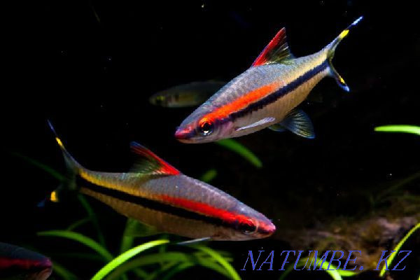 Барбус Денисона в "Живом Уголке" в Таугуле Алматы - изображение 1