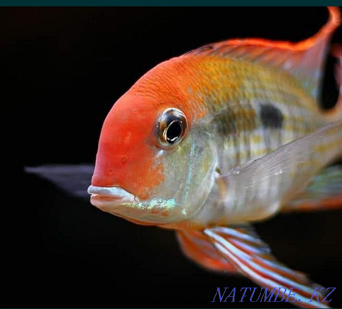 Red-headed Geophagus Tapajos Atyrau - photo 2