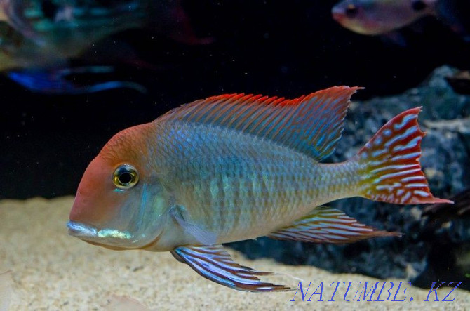 Red-headed Geophagus Tapajos Atyrau - photo 1