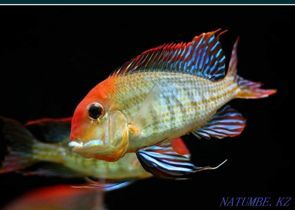 Красноголовый геофагус Тапажос Атырау - изображение 3