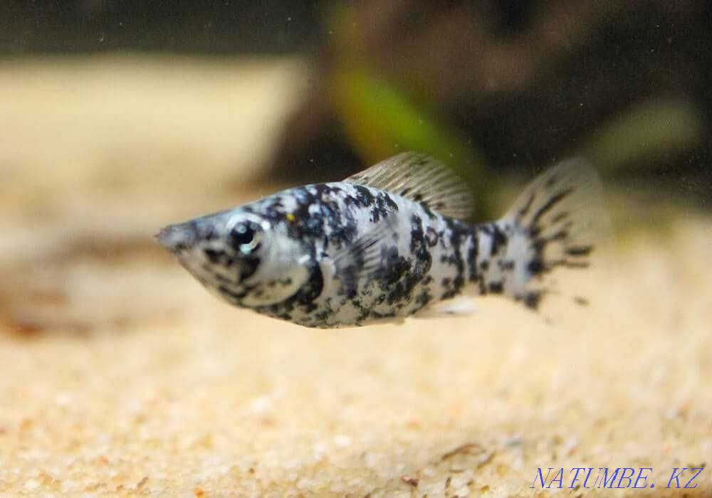 Mollinezia marble sailing or Molly sailing! Astana - photo 1