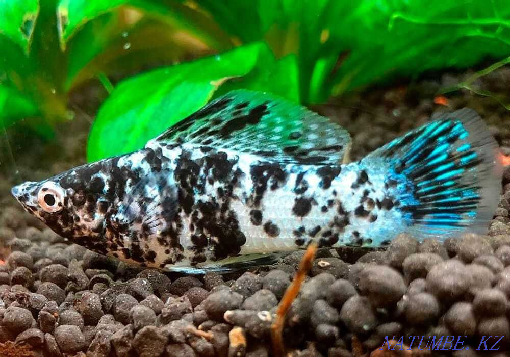 Mollinezia marble sailing or Molly sailing! Astana - photo 2