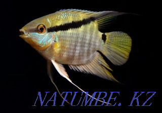 Mesonauta festival Atyrau - photo 2