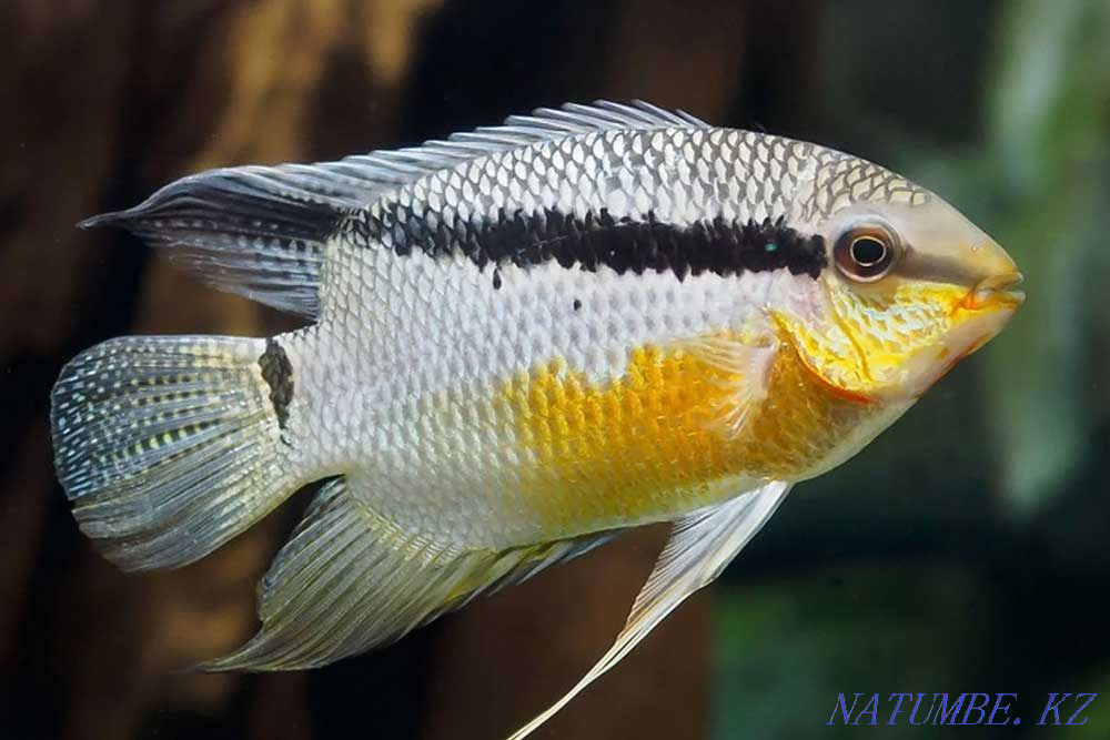 Mesonauta festival Atyrau - photo 1