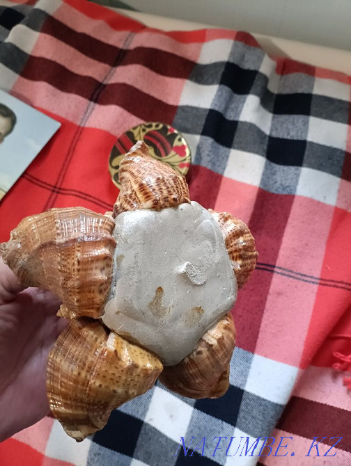 Ракушки Винтаж СССР Алматы - изображение 2