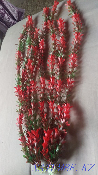 Jellyfish algae stones shells Astana - photo 4