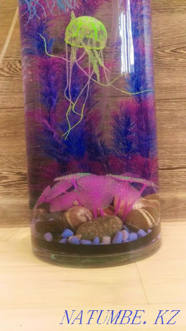 Jellyfish algae stones shells Astana - photo 2