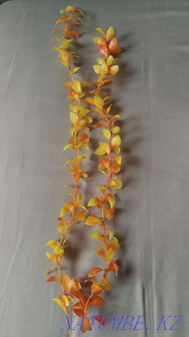 Jellyfish algae stones shells Astana - photo 5