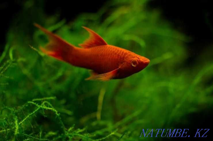 Sword bearer ruby! Aquarium fish! Astana - photo 1
