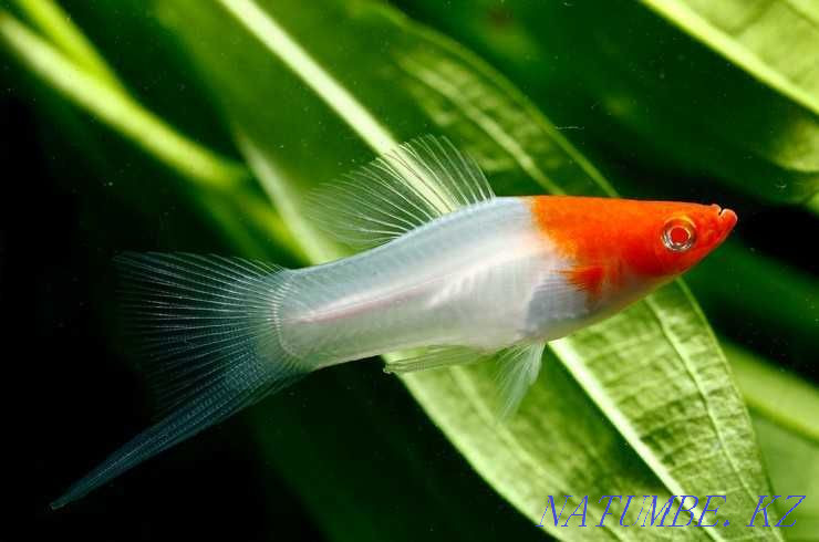 Selling aquarium fish! Sword-bearer Santa Claus (Kohaku)! Astana - photo 2