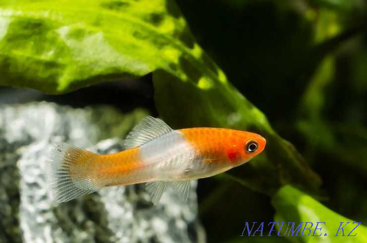 Selling aquarium fish! Sword-bearer Santa Claus (Kohaku)! Astana - photo 1