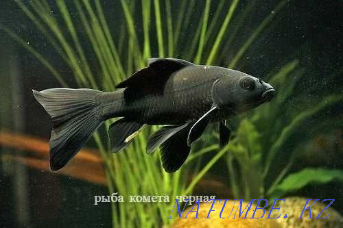 Comet black in the pet store Living World Semey - photo 3